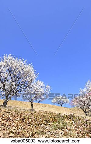 Plum Trees View Large Photo Image Stock Image - Plum Trees. Fotosearch