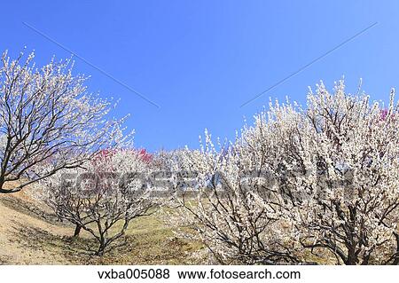 Plum Trees View Large Photo Image Stock Photo - Plum Trees. Fotosearch
