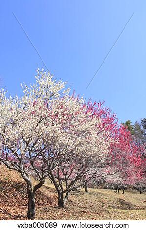 Plum Trees View Large Photo Image Stock Photo - Plum Trees. Fotosearch