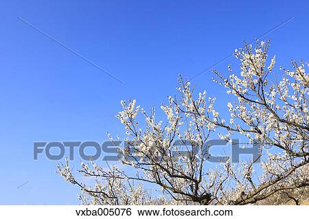 Stock Photograph - Plum Trees. Fotosearch