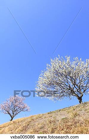 Plum Trees View Large Photo Image Stock Photograph - Plum Trees. Fotosearch