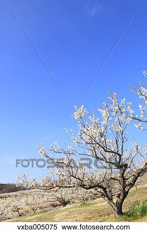 Plum Trees View Large Photo Image Stock Photography - Plum Trees. Fotosearch