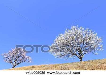 Plum Trees View Large Photo Image Stock Photography - Plum Trees. Fotosearch