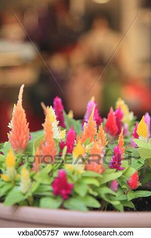 Plumed Cockscomb View Large Photo Image Stock Photo - Plumed Cockscomb. Fotosearch