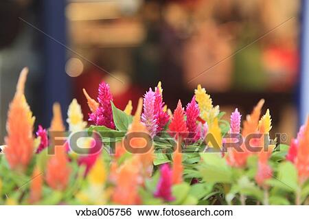 Plumed Cockscomb View Large Photo Image Stock Photograph - Plumed Cockscomb. Fotosearch