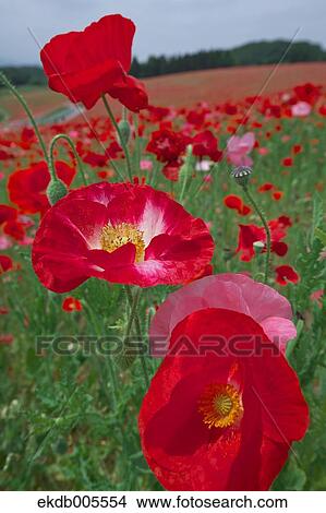 Picture - Poppy Field. Fotosearch