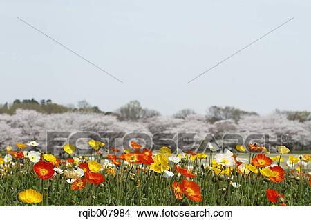 Poppy field View Large Photo Image Picture - Poppy field. Fotosearch