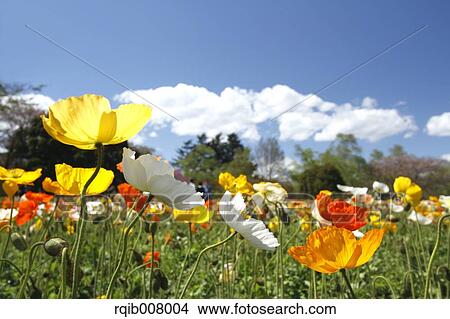 Picture - Poppy field. Fotosearch