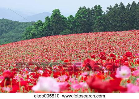 Poppy Field View Large Photo Image Stock Image - Poppy Field. Fotosearch