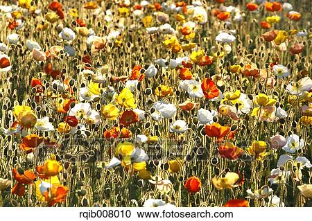 Poppy field View Large Photo Image Stock Image - Poppy field. Fotosearch