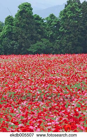 Poppy Field View Large Photo Image Stock Photo - Poppy Field. Fotosearch