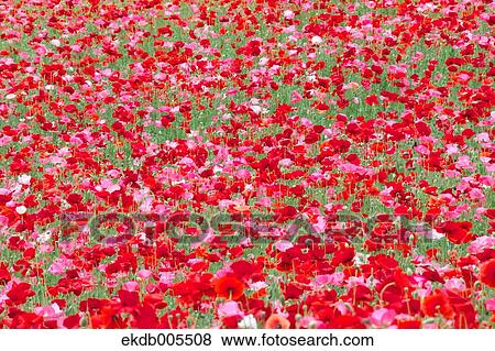 Poppy Field View Large Photo Image Stock Photo - Poppy Field. Fotosearch