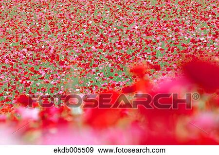 Stock Photo - Poppy Field. Fotosearch
