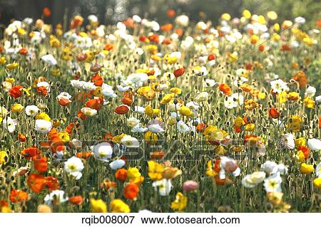 Poppy field View Large Photo Image Stock Photo - Poppy field. Fotosearch