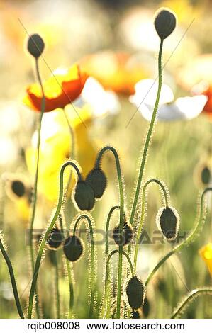 Poppy field View Large Photo Image Stock Photo - Poppy field. Fotosearch