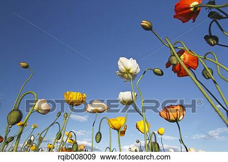 Poppy field View Large Photo Image Stock Photo - Poppy field. Fotosearch