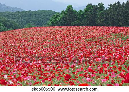 Poppy Field View Large Photo Image Stock Photograph - Poppy Field. Fotosearch