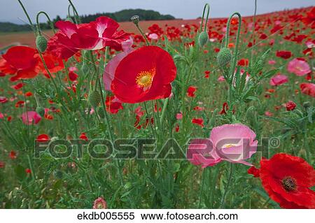 Stock Photography - Poppy Field. Fotosearch