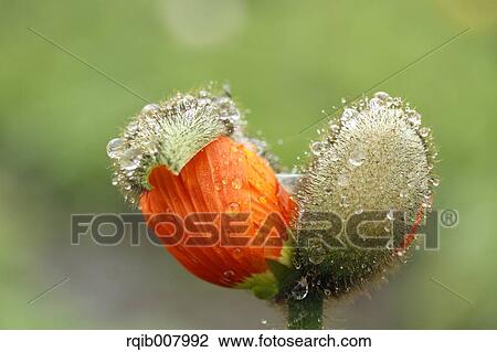 Poppy View Large Photo Image Stock Image - Poppy. Fotosearch