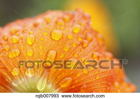 Poppy View Large Photo Image Stock Image - Poppy. Fotosearch