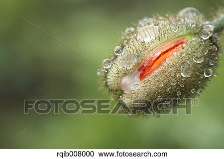 Poppy View Large Photo Image Stock Image - Poppy. Fotosearch