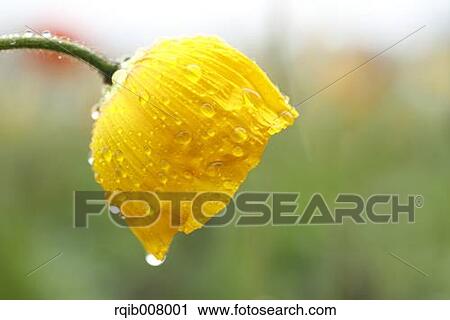 Poppy View Large Photo Image Stock Image - Poppy. Fotosearch