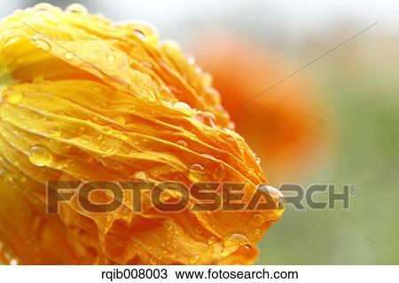 Poppy View Large Photo Image Stock Image - Poppy. Fotosearch