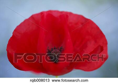 Stock Image - Poppy. Fotosearch