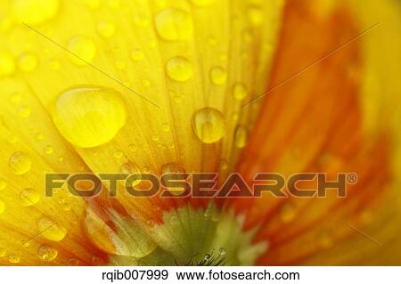 Poppy View Large Photo Image Stock Photo - Poppy. Fotosearch