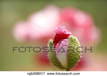 Poppy View Large Photo Image Stock Photo - Poppy. Fotosearch