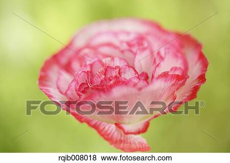 Poppy View Large Photo Image Stock Photo - Poppy. Fotosearch
