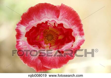 Stock Photo - Poppy. Fotosearch
