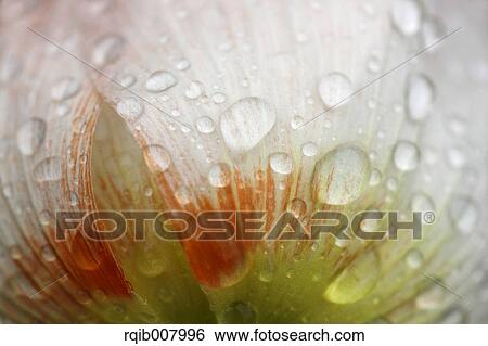 Poppy View Large Photo Image Stock Photograph - Poppy. Fotosearch