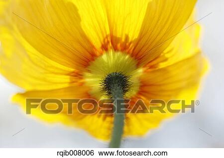 Poppy View Large Photo Image Stock Photograph - Poppy. Fotosearch