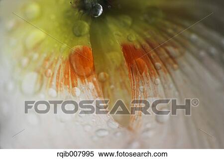 Stock Photography - Poppy. Fotosearch