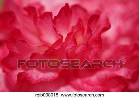 Stock Photography - Poppy. Fotosearch