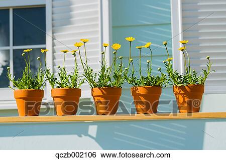 Potted Flowers View Large Photo Image Stock Photograph - Potted Flowers. Fotosearch