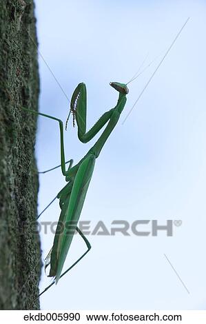 Praying Mantis View Large Photo Image Stock Image - Praying Mantis. Fotosearch