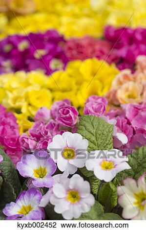 Primula View Large Photo Image Stock Image - Primula. Fotosearch