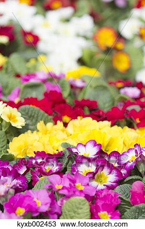 Stock Image - Primula. Fotosearch