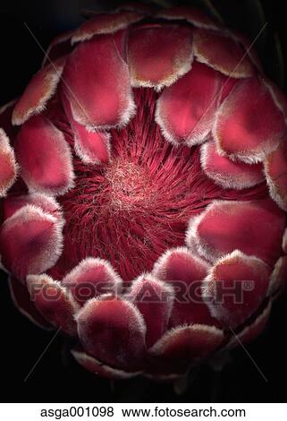 Protea View Large Photo Image Stock Photo - Protea. Fotosearch