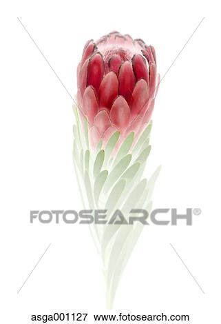 Stock Photo - Protea. Fotosearch