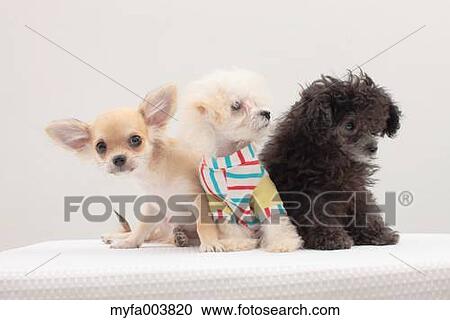 Puppies View Large Photo Image Stock Image - Puppies. Fotosearch