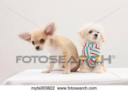 Puppies View Large Photo Image Stock Image - Puppies. Fotosearch
