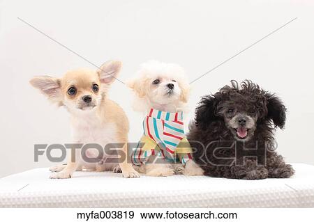 Puppies View Large Photo Image Stock Photo - Puppies. Fotosearch