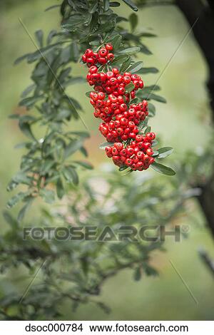 Pyracantha View Large Photo Image Picture - Pyracantha. Fotosearch