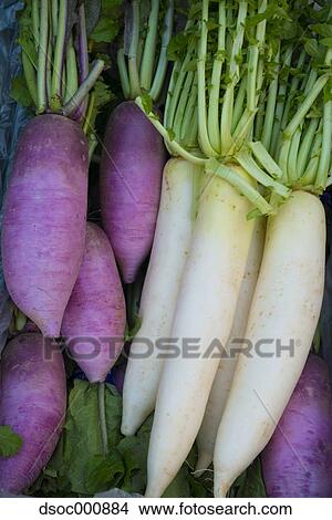 Radish View Large Photo Image Picture - Radish. Fotosearch