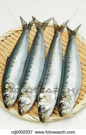 Stock Photo - Raw Sardines. Fotosearch