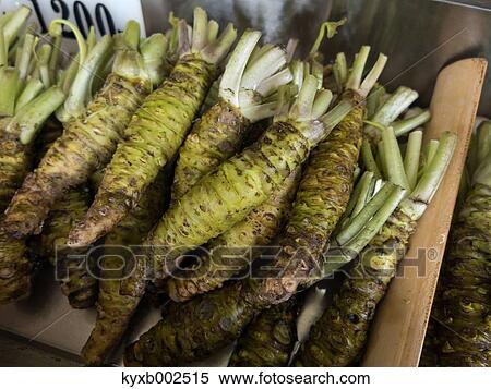 Raw Wasabi View Large Photo Image Stock Photography - Raw Wasabi. Fotosearch