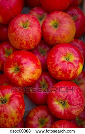 Red apples View Large Photo Image Stock Image - Red apples. Fotosearch